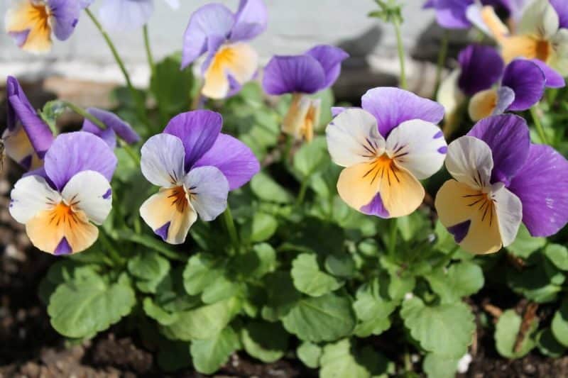 Pansies