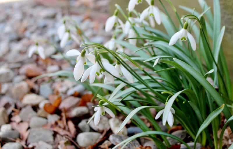 Snow Drops and pebbles
