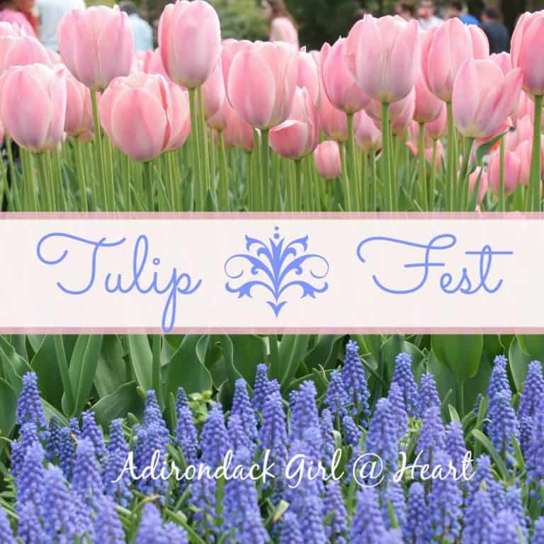 Tulip fest albany ny