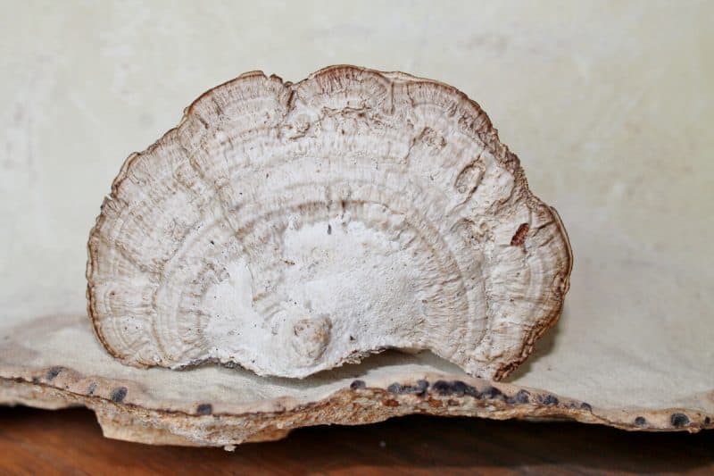 fungus