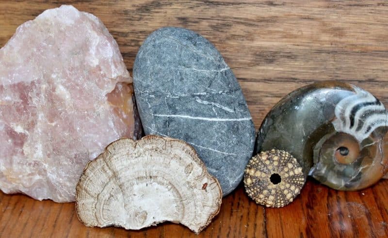 miscellaneous from my natural history collection