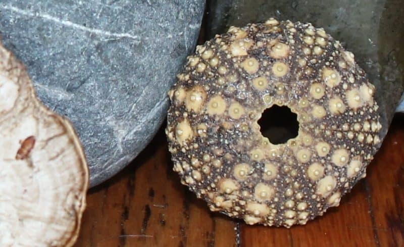 sea urchin close up