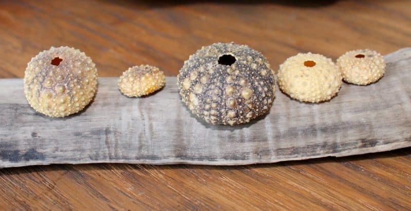 sea urchin shells