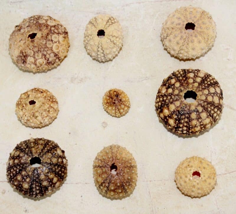 sea urchin collection
