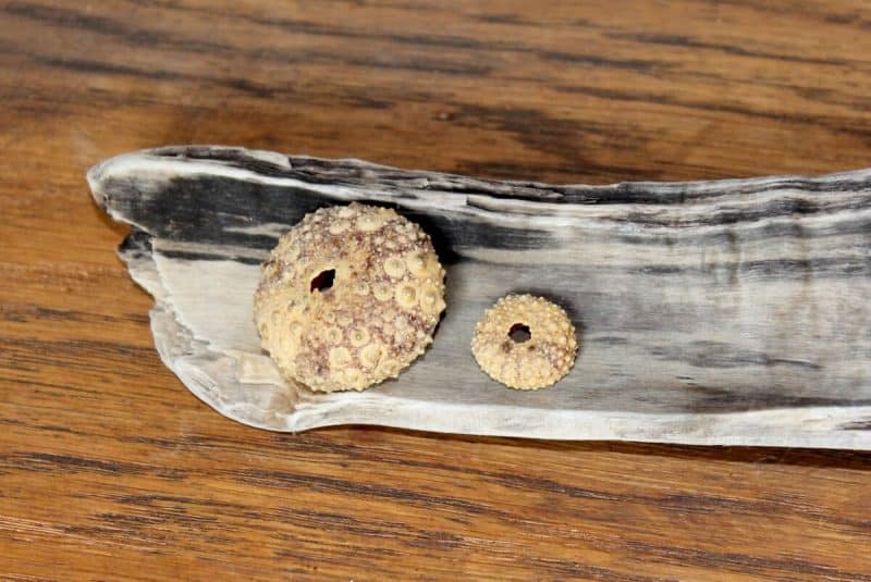 sea urchins on drift wood