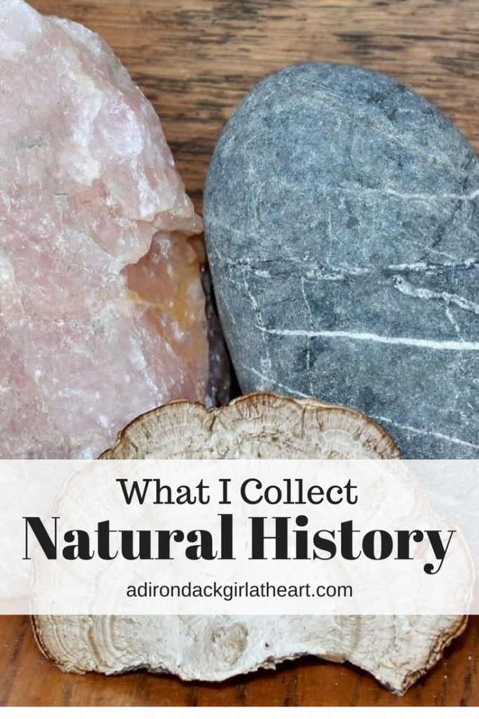 What I Collect Natural History adirondackgirlatheart.com 