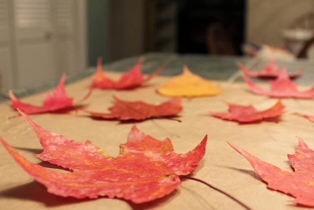 One-Step Autumn Leaf Preservation Trick