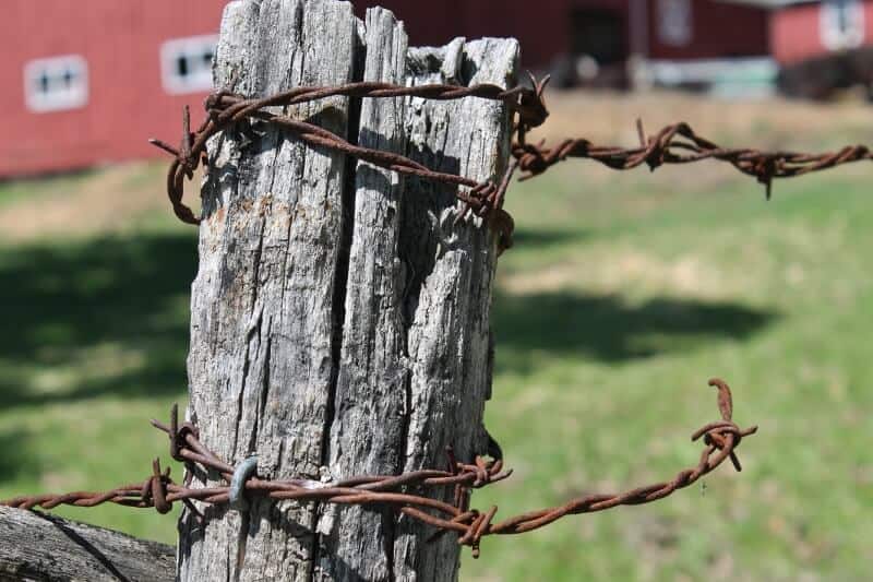 Weathered fence post wrapped with barbed wire