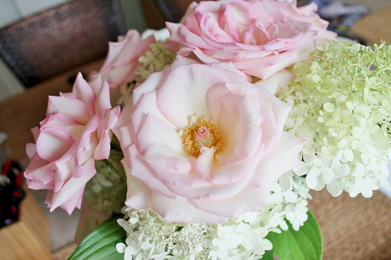 open roses