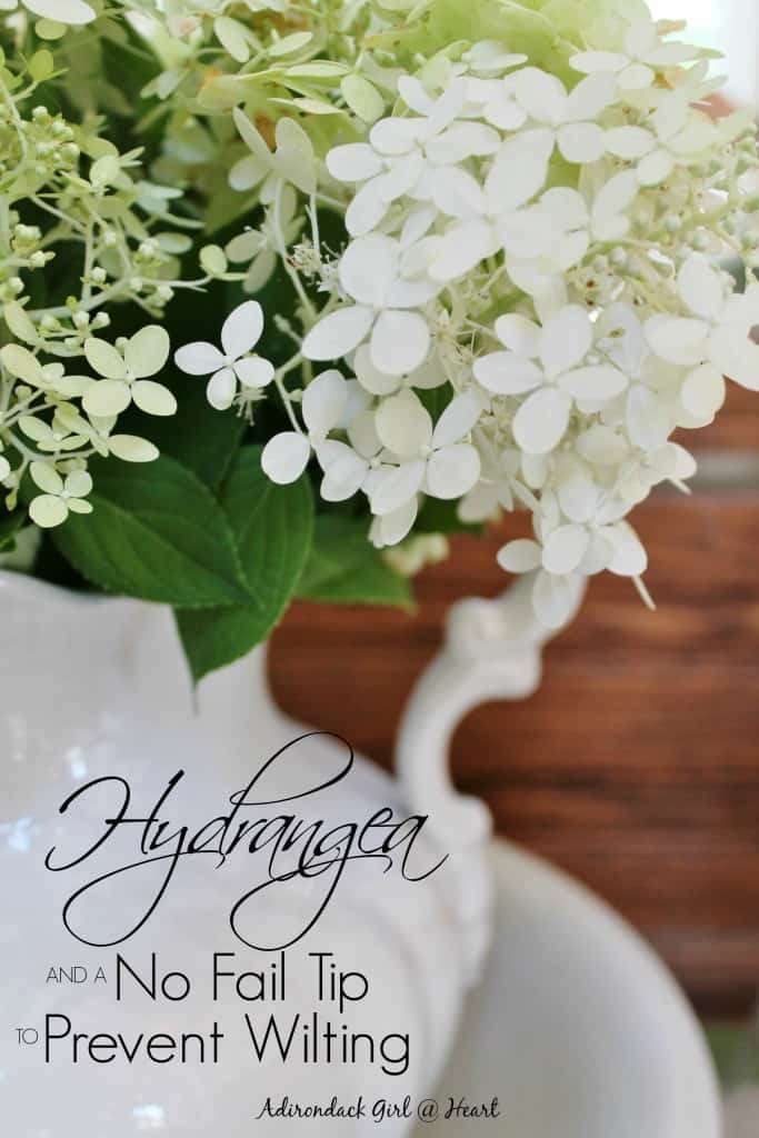 hydrangea in ironstone