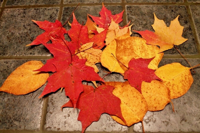 dried fall leaves