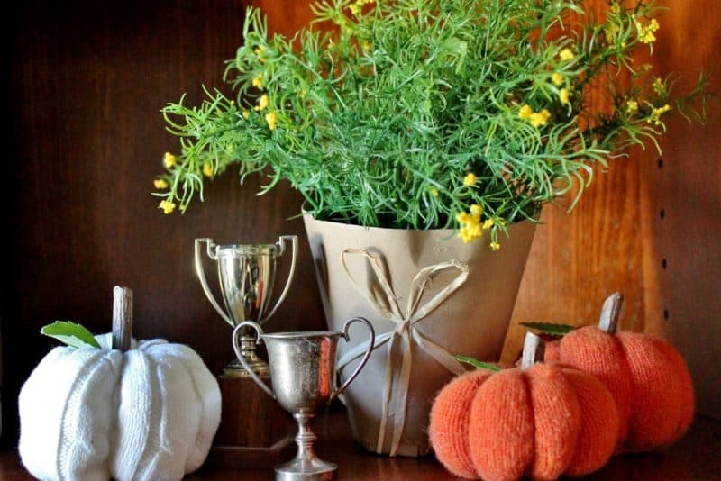 sweater pumpkins on shelf with plant