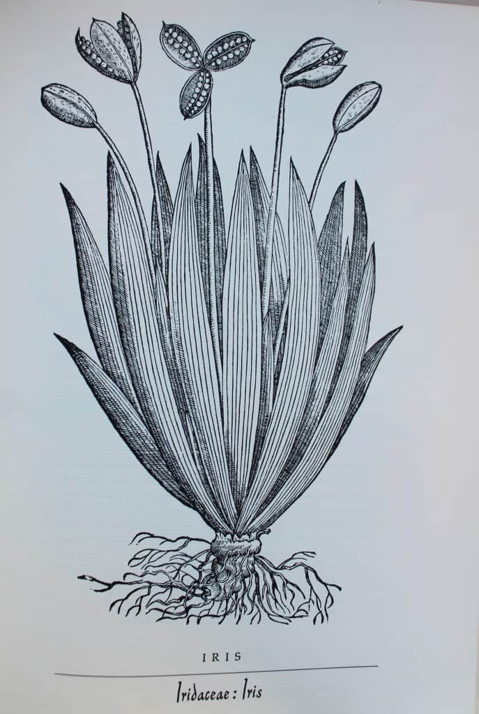 illus. from the book Herbal by Joseph Wood Krutch