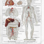 antique print of human body