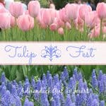 Tulip Fest Washington Park, Albany, NY