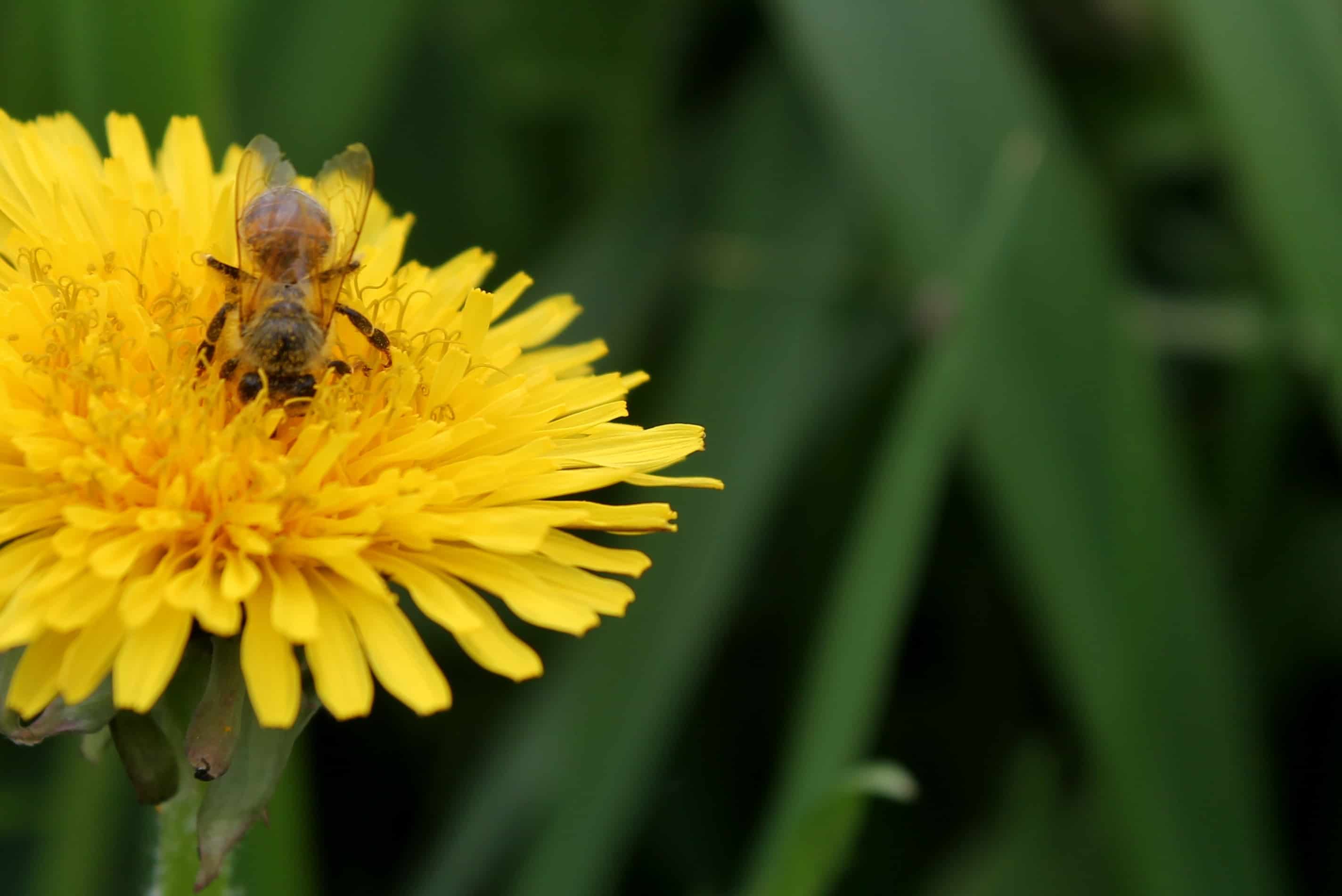Bee on Dandilion
