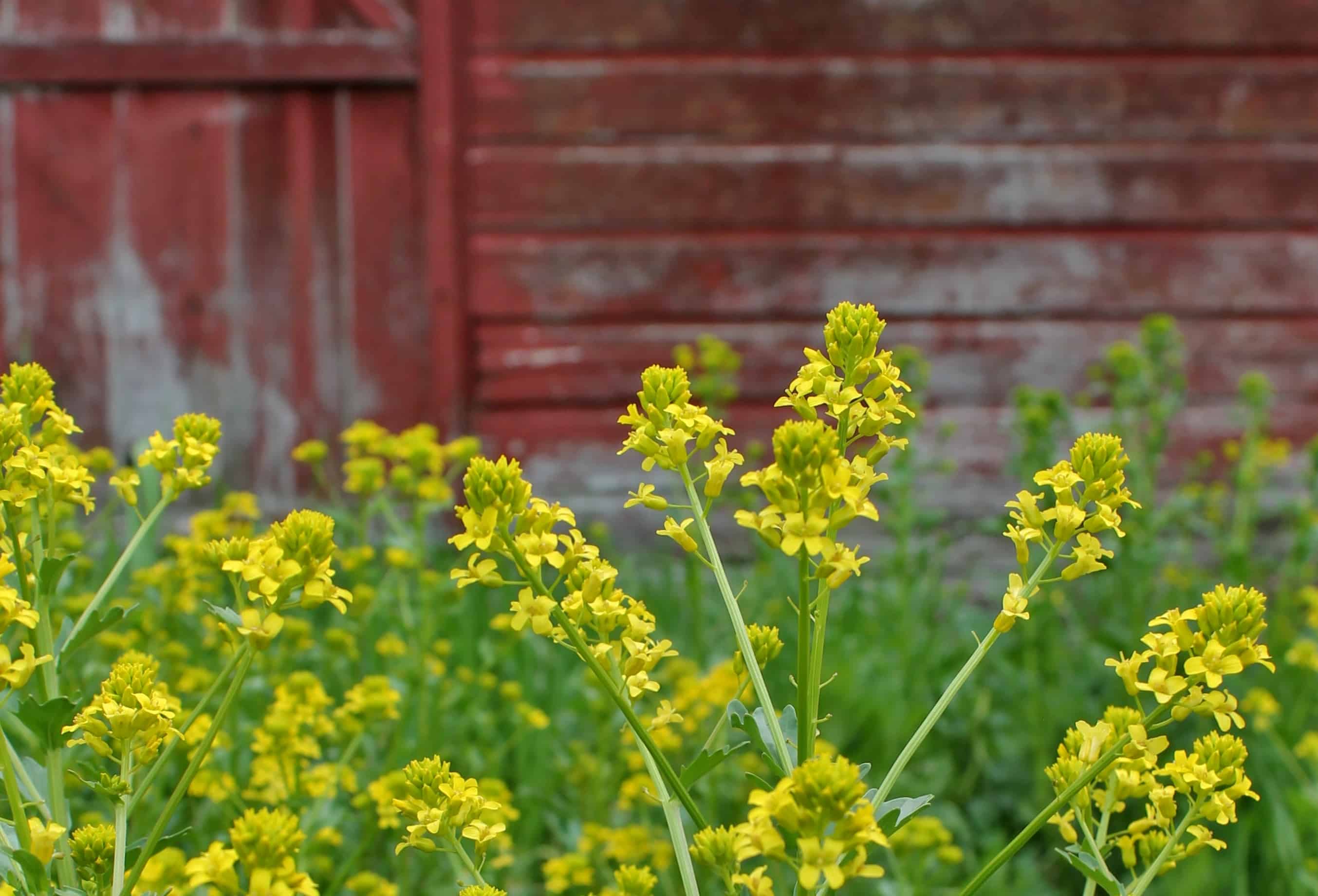 Flowers and Red Barn
