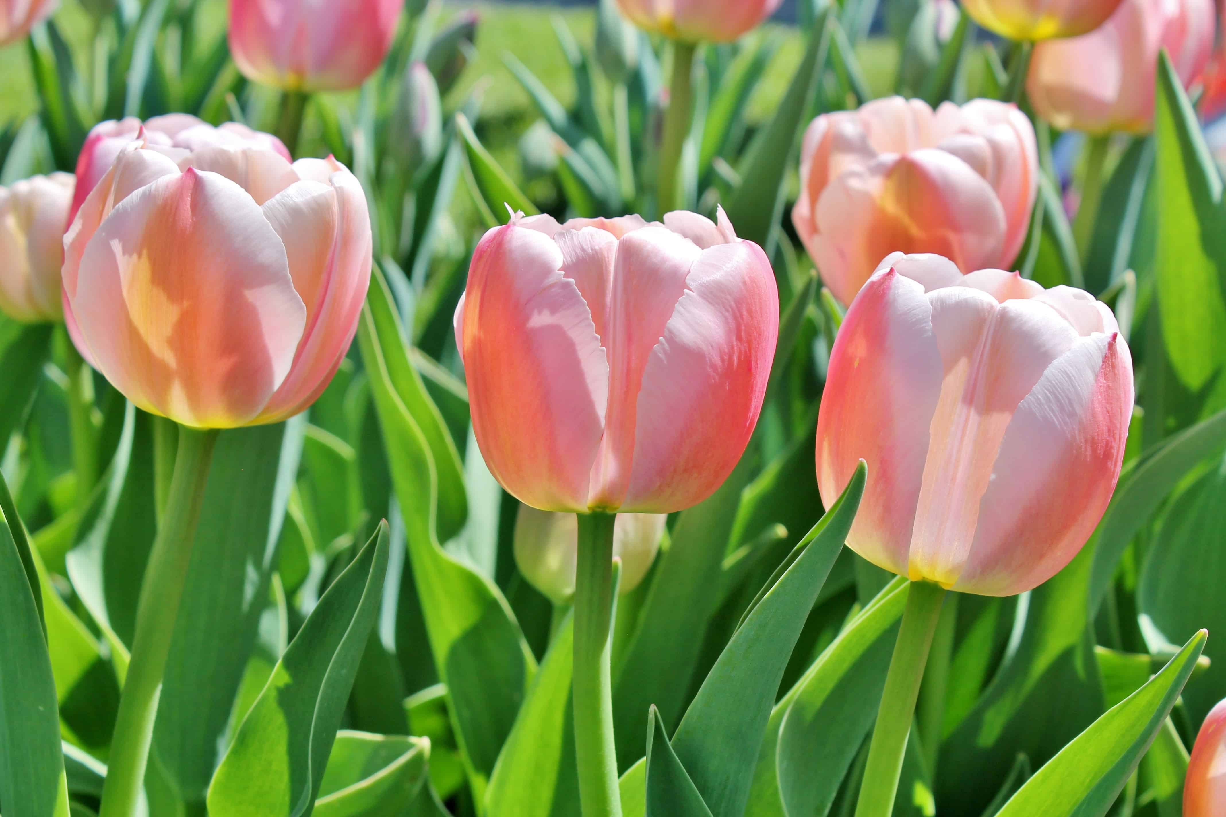Tulip Time in Albany's Washington Park • Adirondack Girl @ Heart
