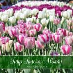 White, Fuchsia, and Variegated Tulips
