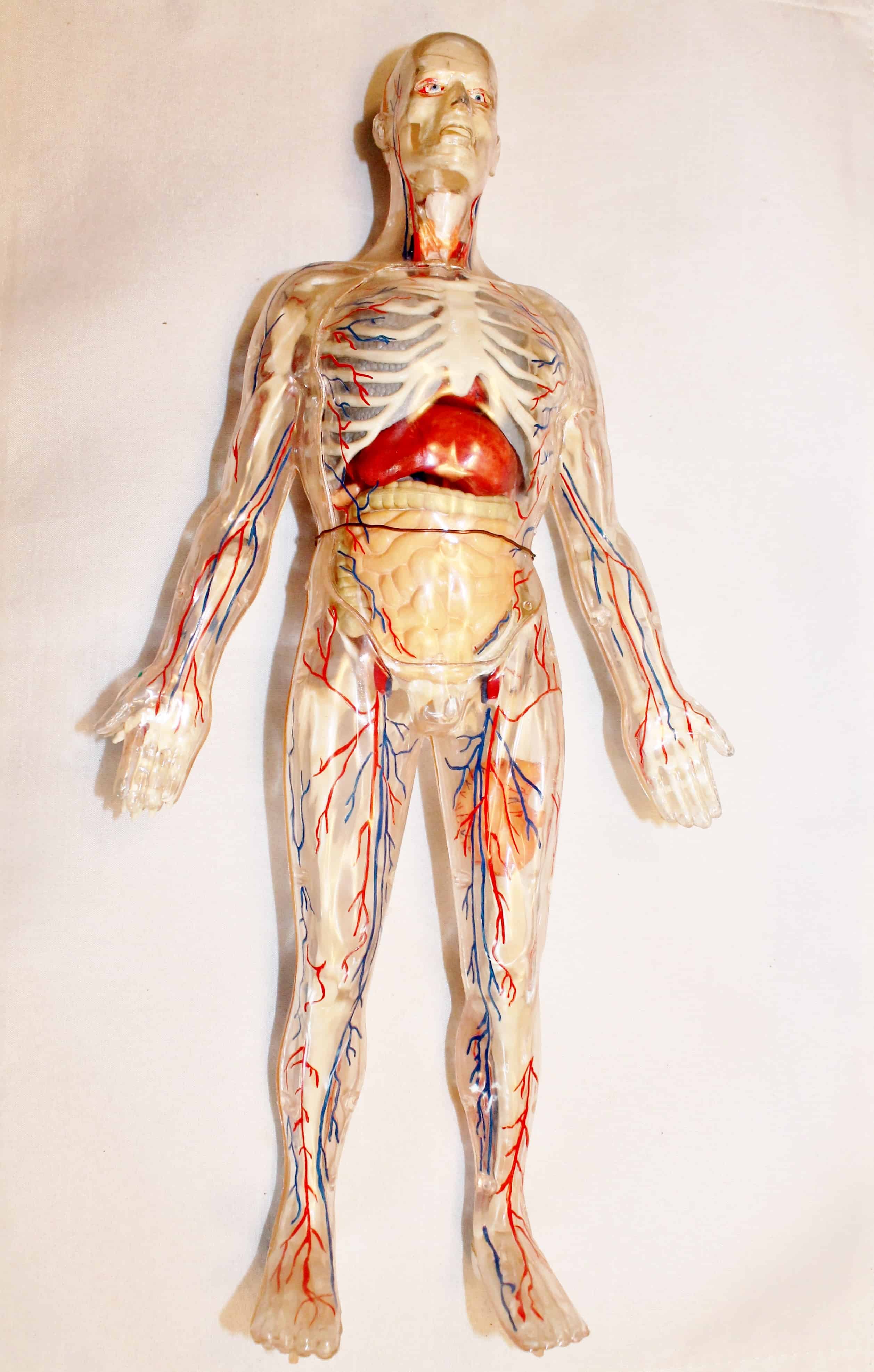 Vintage Plastic Model of the Human Body