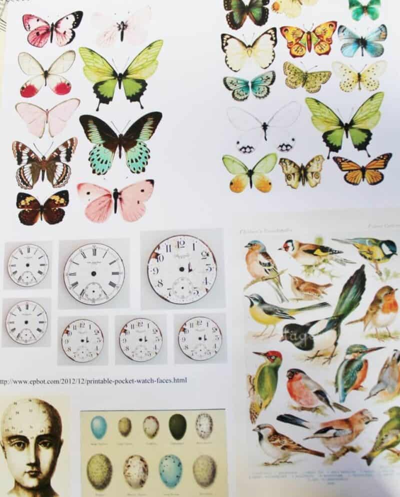 butterflies & birds
