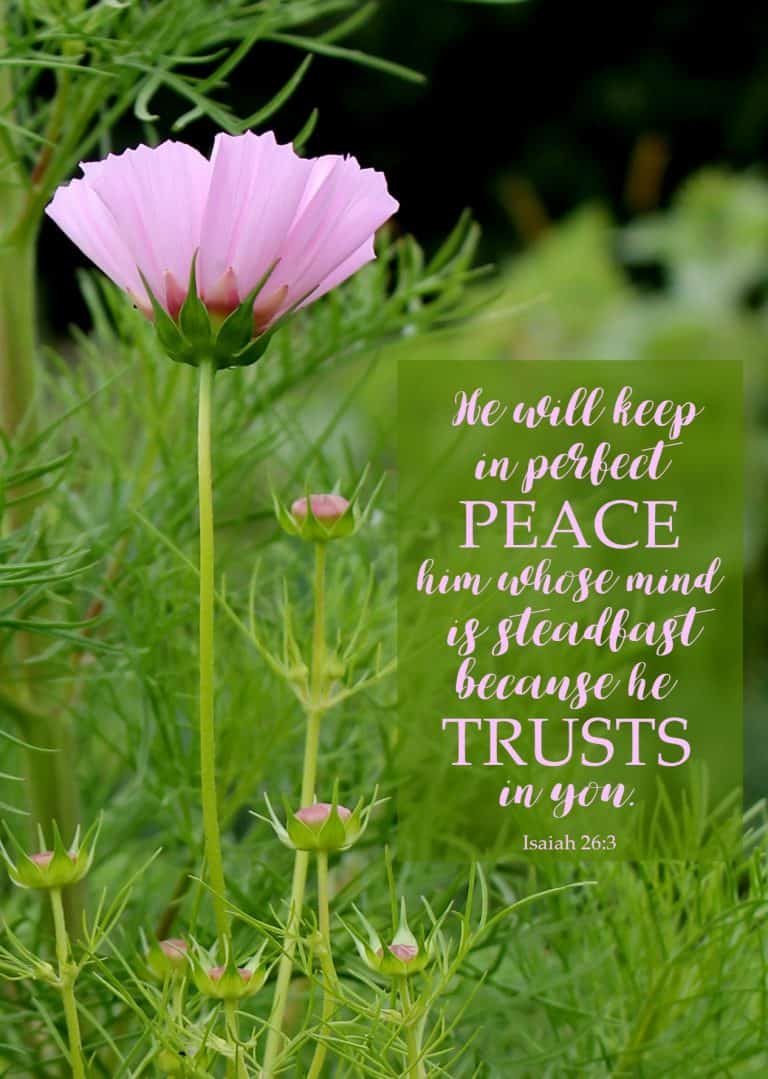 beautiful flower with bible verse: Isaiah 26:3