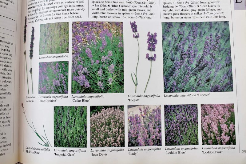 Illus. from encyc. of Herbs