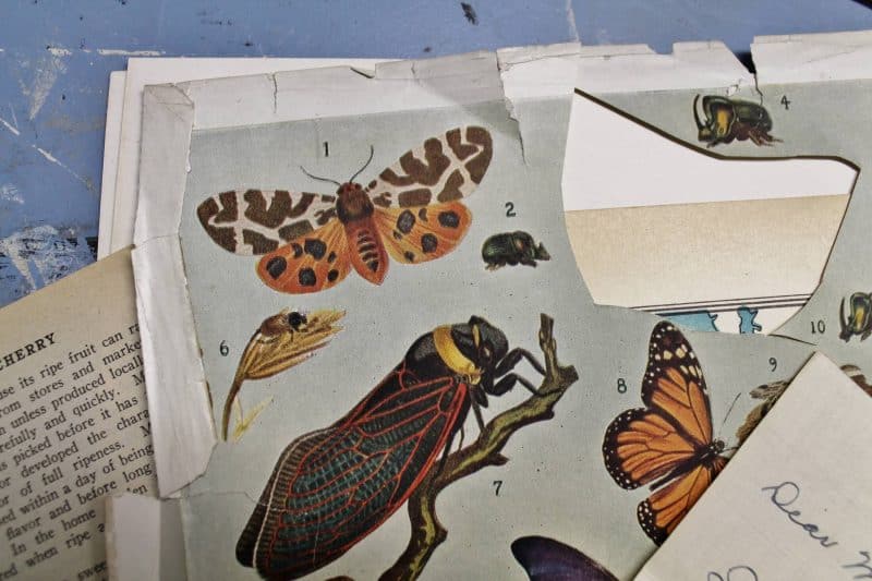 vintage butterfly prints