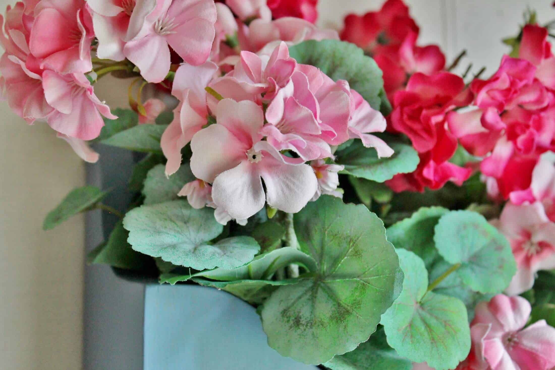 close up of pink geraniums in sporty blue box