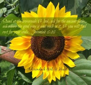 following the ancient path and sunflowers