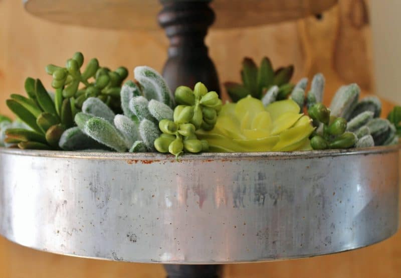 lower tier of stand with succulents