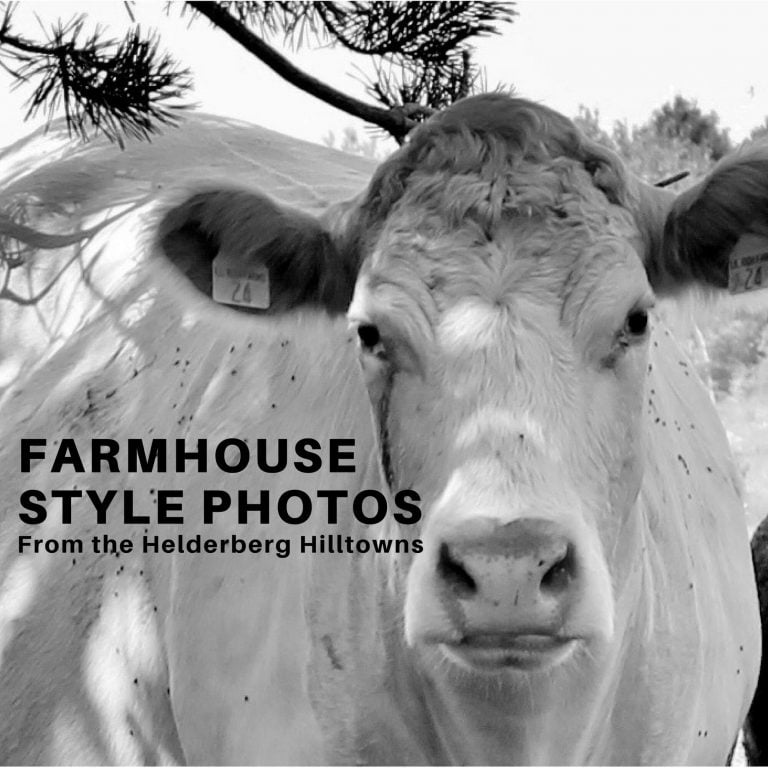 cow photo