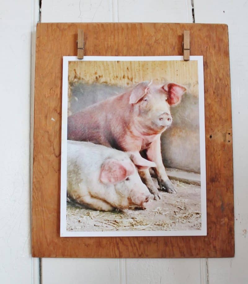 pig photo on vintage wood display