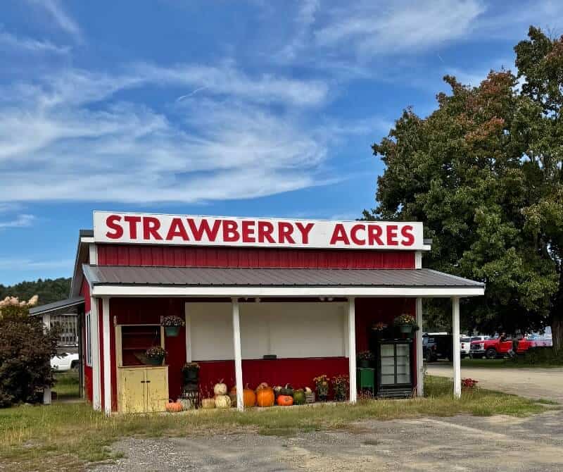 Strawberry acres field with blue sky
